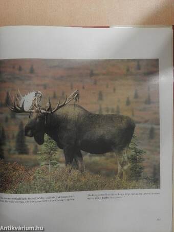 Wilderness Canada