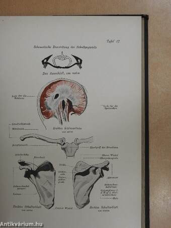 Plastische Anatomie des Menschen