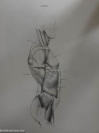 Anatomy for the Artist