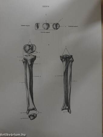 Anatomy for the Artist