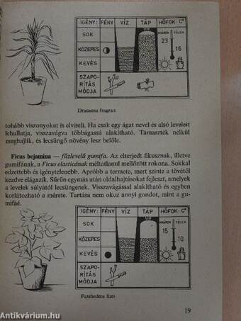 Válaszok szobanövény-kedvelők kérdéseire