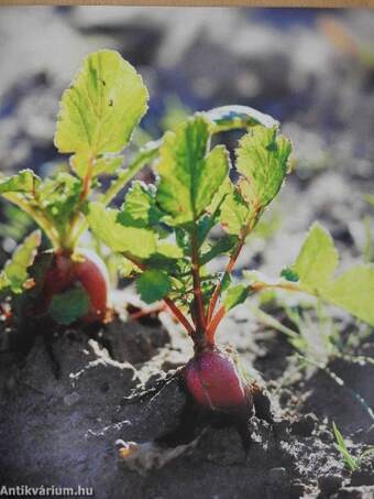 Superfood a konyhában