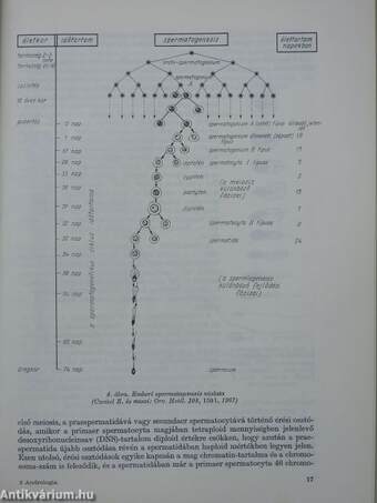 Andrologia (dedikált példány)