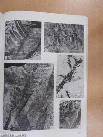 The Triassic of Aghdarband (AqDarband), NE-Iran, and its Pre-Triassic Frame