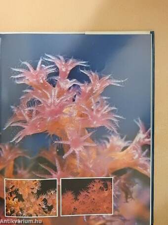 Red Sea Coral Reefs