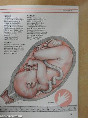 The New Pregnancy & Birth Book