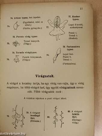 A tavaszi flóra 370 legközönségesebb virágos növények könnyü és gyors határozója