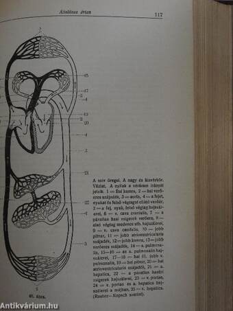 Rendszeres bonctan I-II.