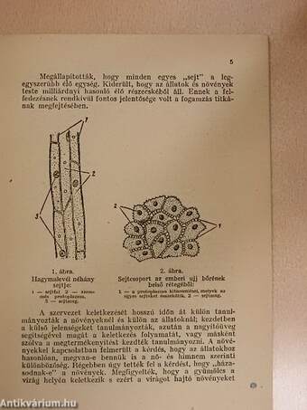 A szervezet keletkezése és fejlődése