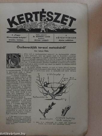 Kertészet 1935. február