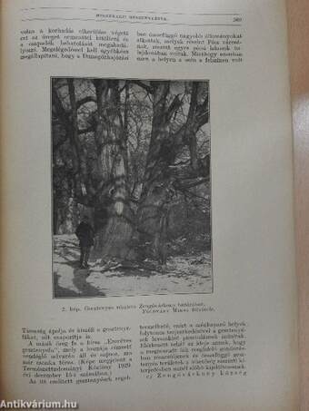 Természettudományi Közlöny 1931. október 1-15.