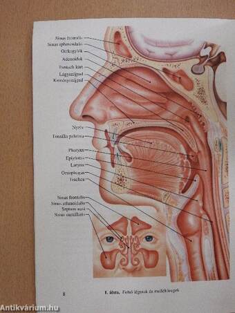 Allergiás Rhinitis