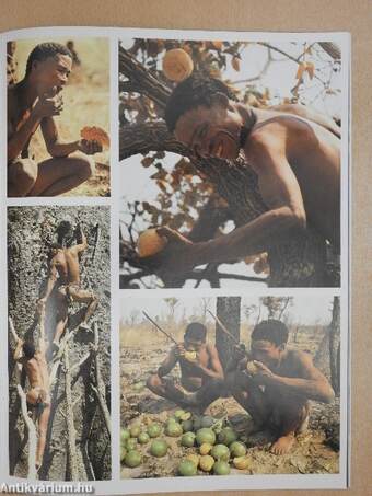 The Bushmen