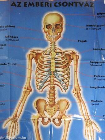 Az emberi test atlasza