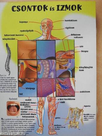 Az emberi test atlasza