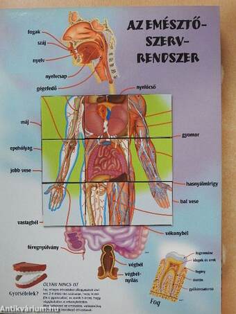 Az emberi test atlasza