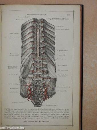 Anatomischer Atlas für studierende und Ärzte V.