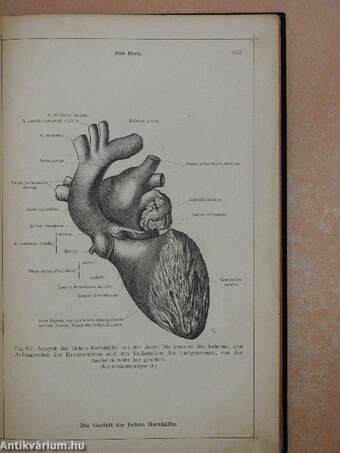 Anatomischer Atlas für studierende und Ärzte V.