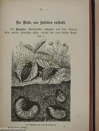 Die Insekten nach ihrem Schaden und Nutzen (gótbetűs)