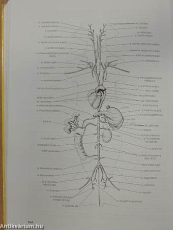 Összehasonlító anatómiai praktikum II.