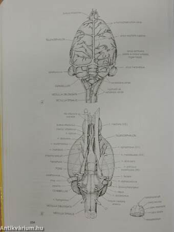 Összehasonlító anatómiai praktikum II.