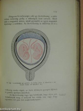 Magyar bábakönyv okleveles bábáknak