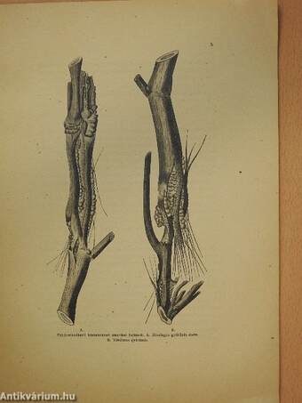 A fakórothadás (coniothyrium) elleni védekezés