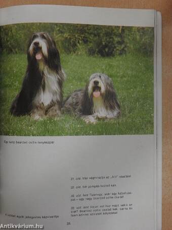 A bobtail és a bearded collie