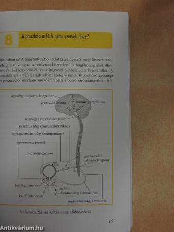 66 kérdés a prosztata betegségeiről