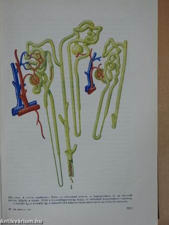 Az emberi test I-II.