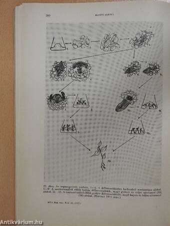 A Magyar Tudományos Akadémia Biológiai Tudományok Osztályának Közleményei XX. kötet 3-4. szám