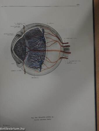 Anatomischer Atlas des Menschlichen Körpers III. (töredék)