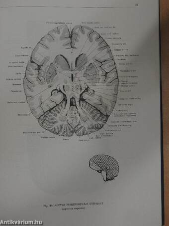 Anatomischer Atlas des Menschlichen Körpers III. (töredék)