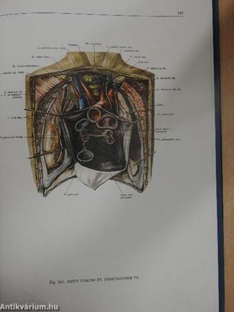 Anatomischer Atlas des Menschlichen Körpers II. (töredék)