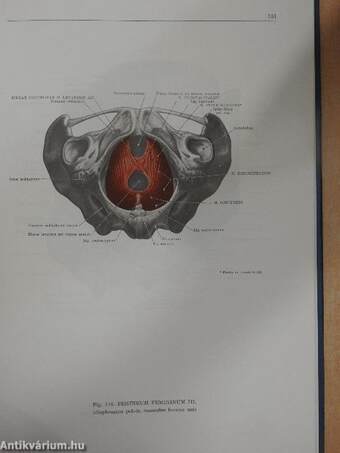 Anatomischer Atlas des Menschlichen Körpers II. (töredék)