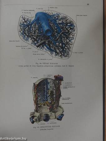 Anatomischer Atlas des Menschlichen Körpers II. (töredék)