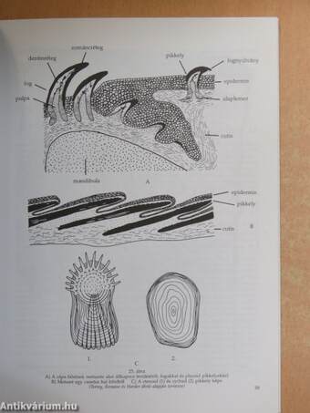 A köztakaró