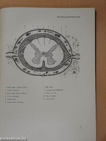 Funktionelle neurologische Diagnostik 2.