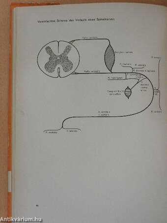 Funktionelle neurologische Diagnostik 1.