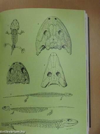 Grzimeks Tierleben - Fische 2 - Lurche (töredék)