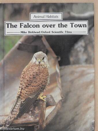 The Falcon over the Town