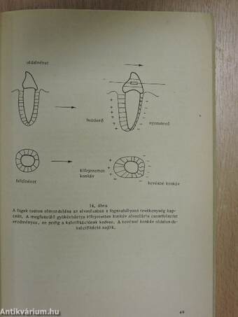 Válogatott fejezetek a szájüreg biokémiájának témaköréből fogorvostanhallgatóknak