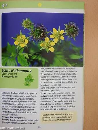 Wildkräuter, Beeren und Pilze