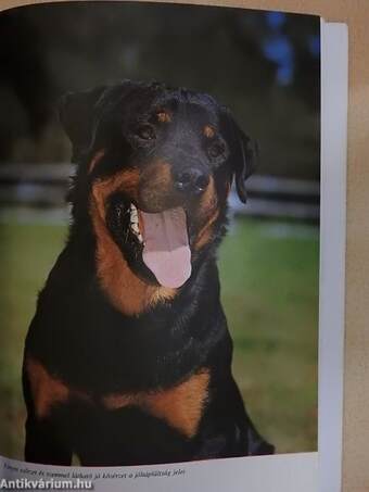 A rottweiler