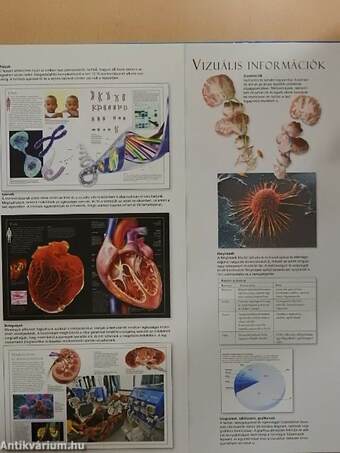 Emberi test - A kültakaró, a csontok és az izomrendszer