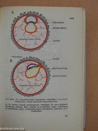 Functionalis anatomia 1-3.