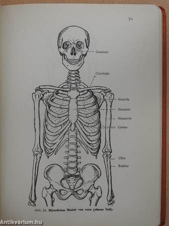 Taschenbuch der Anatomie I. (töredék)