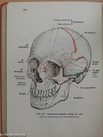 Taschenbuch der Anatomie I. (töredék)