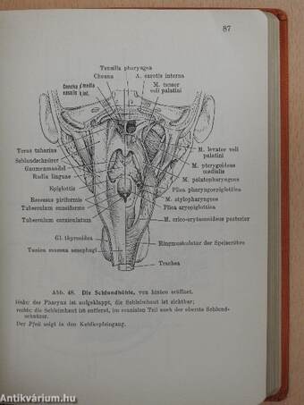 Taschenbuch der Anatomie II. (töredék)