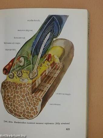 Functionalis anatomia 1.